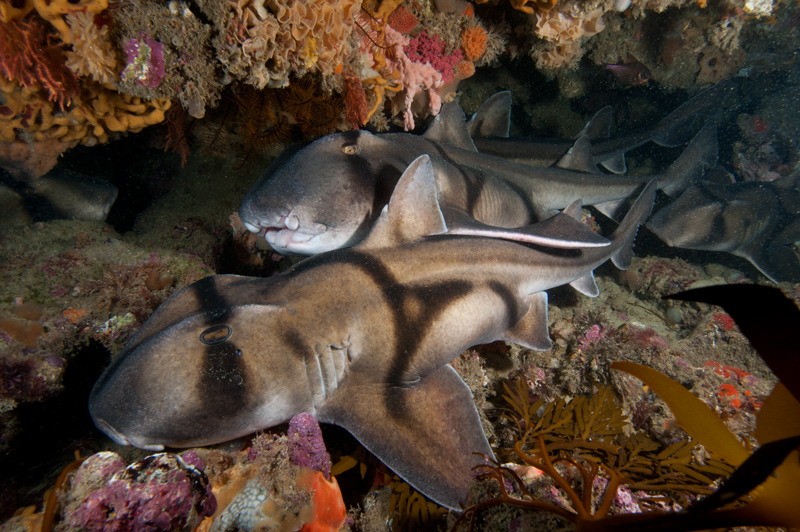 Port-Jackson sharks on a rocky bed